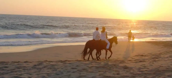 Horses by the beach